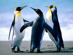 Immagine profilo di pinguini5